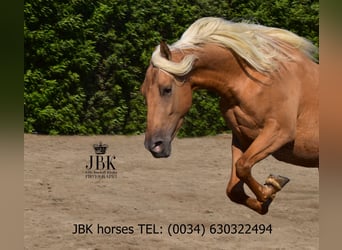 PRE Mix, Wallach, 3 Jahre, 163 cm, Palomino
