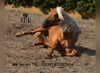 PRE Mix, Wallach, 3 Jahre, 163 cm, Palomino