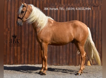 PRE Mix, Wallach, 3 Jahre, 163 cm, Palomino