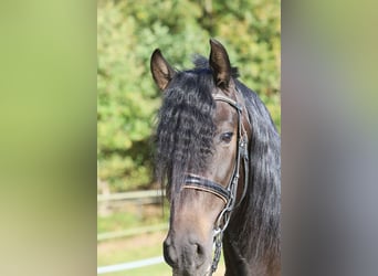 PRE Mix, Wallach, 3 Jahre, 163 cm, Rappe