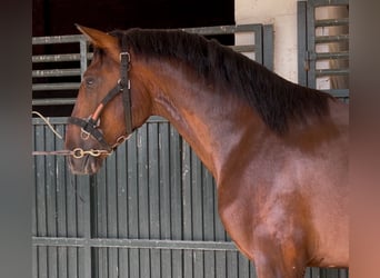 PRE Mix, Wallach, 3 Jahre, 163 cm, Rotbrauner