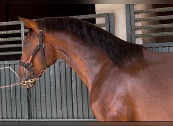 PRE Mix, Wallach, 3 Jahre, 163 cm, Rotbrauner