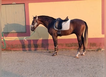 PRE Mix, Wallach, 3 Jahre, 163 cm, Schimmel
