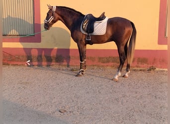 PRE Mix, Wallach, 3 Jahre, 163 cm, Schimmel