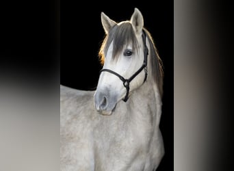 PRE, Wallach, 3 Jahre, 163 cm, Schimmel