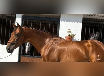 PRE Mix, Wallach, 3 Jahre, 164 cm, Buckskin