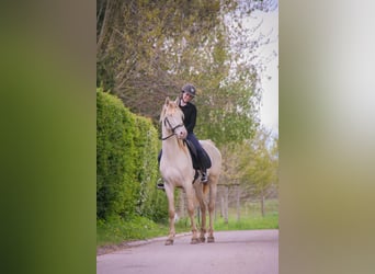 PRE Mix, Wallach, 3 Jahre, 164 cm, Cremello