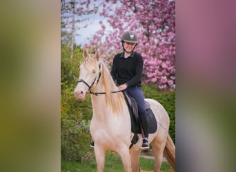 PRE Mix, Wallach, 3 Jahre, 164 cm, Cremello