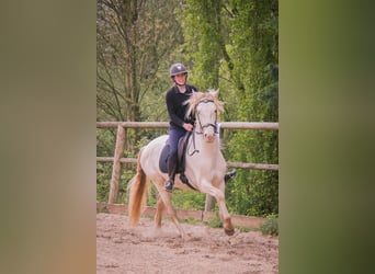 PRE Mix, Wallach, 3 Jahre, 164 cm, Cremello