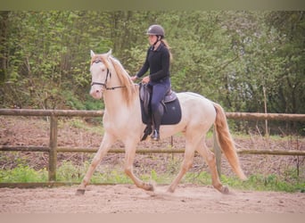 PRE Mix, Wallach, 3 Jahre, 164 cm, Cremello