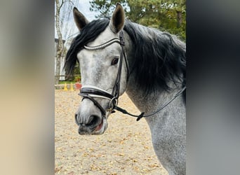 PRE Mix, Wallach, 3 Jahre, 164 cm, Schimmel