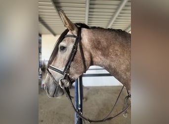 PRE, Wallach, 3 Jahre, 165 cm, Apfelschimmel