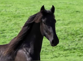 PRE, Wallach, 3 Jahre, 165 cm, Rappe