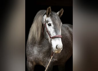 PRE Mix, Wallach, 3 Jahre, 165 cm, Schimmel