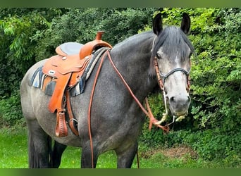 PRE, Wallach, 3 Jahre, 166 cm, Rappschimmel
