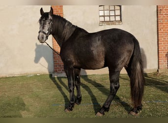 PRE, Wallach, 3 Jahre, 166 cm, Rappschimmel