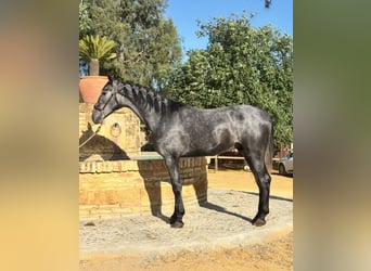 PRE, Wallach, 3 Jahre, 166 cm, Schimmel