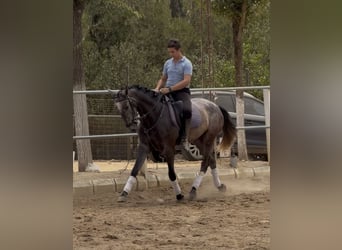 PRE, Wallach, 3 Jahre, 166 cm, Schimmel