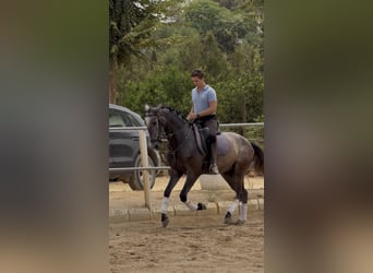 PRE, Wallach, 3 Jahre, 166 cm, Schimmel