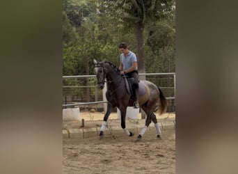 PRE, Wallach, 3 Jahre, 166 cm, Schimmel