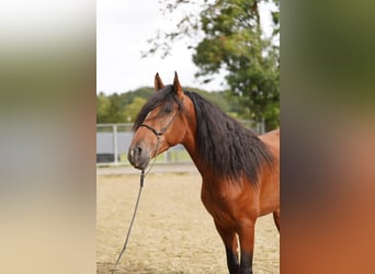 PRE Mix, Wallach, 3 Jahre, 167 cm, Hellbrauner