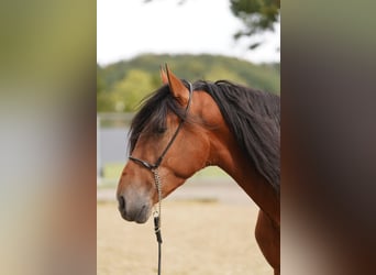 PRE Mix, Wallach, 3 Jahre, 167 cm, Hellbrauner