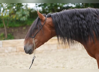 PRE Mix, Wallach, 3 Jahre, 167 cm, Hellbrauner