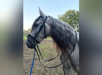 PRE, Wallach, 3 Jahre, 168 cm, Schimmel