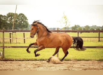 PRE Mix, Wallach, 3 Jahre, 170 cm, Brauner