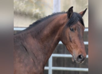 PRE, Wallach, 3 Jahre, Brauner