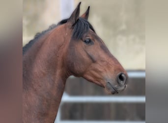 PRE, Wallach, 3 Jahre, Brauner