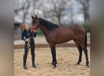 PRE, Wallach, 3 Jahre, Brauner