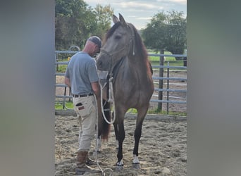 PRE Mix, Wallach, 3 Jahre, Buckskin