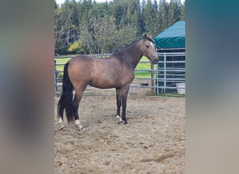 PRE Mix, Wallach, 3 Jahre, Buckskin