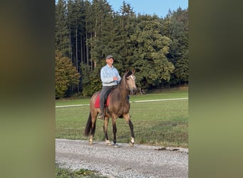 PRE Mix, Wallach, 3 Jahre, Buckskin