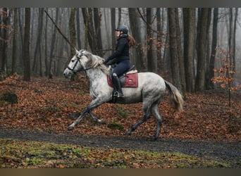 PRE Mix, Wallach, 4 Jahre, 152 cm, Schimmel