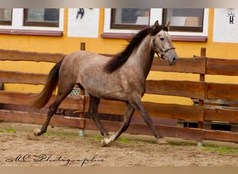 PRE, Wallach, 4 Jahre, 152 cm, Schimmel