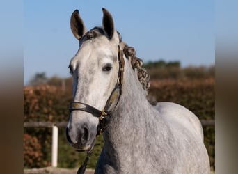 PRE Mix, Wallach, 4 Jahre, 153 cm, Schimmel