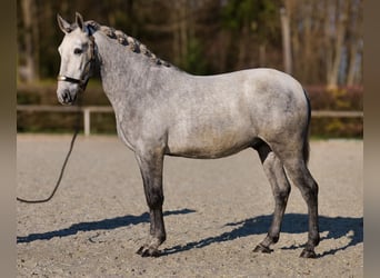 PRE Mix, Wallach, 4 Jahre, 153 cm, Schimmel