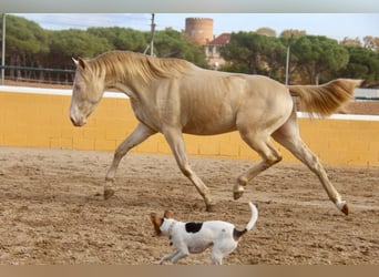 PRE Mix, Wallach, 4 Jahre, 154 cm, Cremello