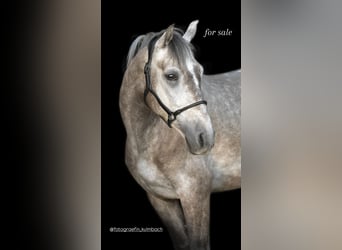 PRE Mix, Wallach, 4 Jahre, 154 cm, Rotschimmel