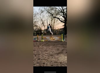 PRE Mix, Wallach, 4 Jahre, 155 cm, Apfelschimmel
