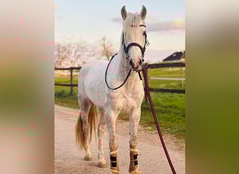 PRE Mix, Wallach, 4 Jahre, 155 cm, Apfelschimmel