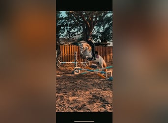 PRE Mix, Wallach, 4 Jahre, 155 cm, Apfelschimmel