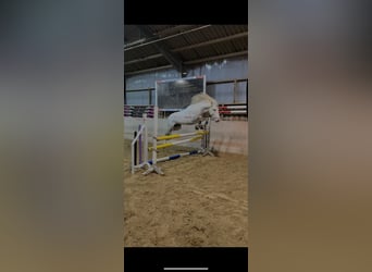 PRE Mix, Wallach, 4 Jahre, 155 cm, Apfelschimmel