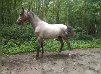PRE Mix, Wallach, 4 Jahre, 155 cm, Braunfalbschimmel