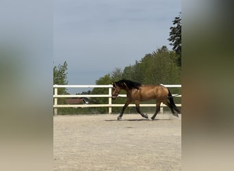 PRE Mix, Wallach, 4 Jahre, 155 cm, Falbe