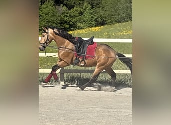 PRE Mix, Wallach, 4 Jahre, 155 cm, Falbe