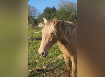 PRE, Wallach, 4 Jahre, 155 cm, Pearl