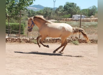 PRE, Wallach, 4 Jahre, 155 cm, Pearl